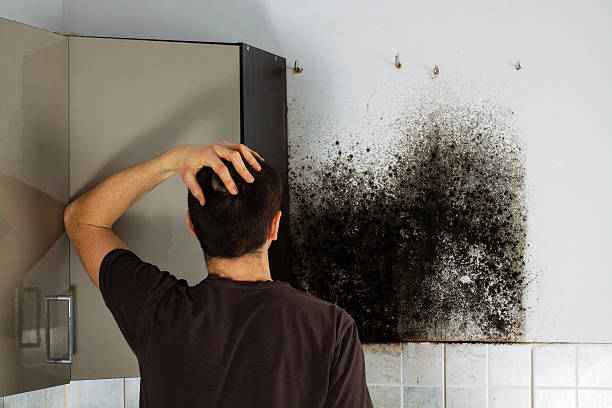 Best Office Mold Removal Services  in Union Park, FL